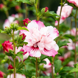 Danica® Hardy Hibiscus