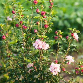 Danica® Hardy Hibiscus