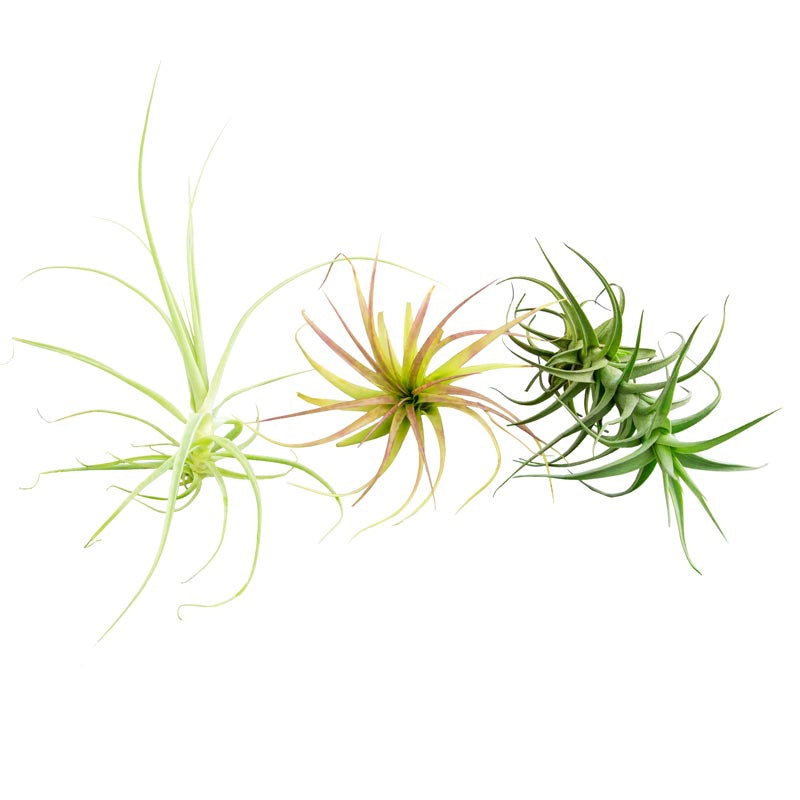 Deluxe Tillandsia Collection