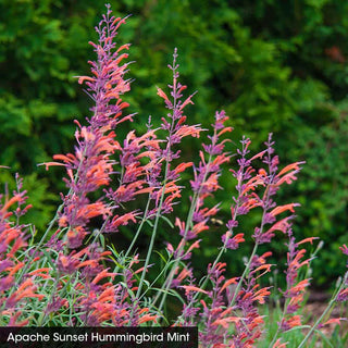 Hummingbird Mint Collection