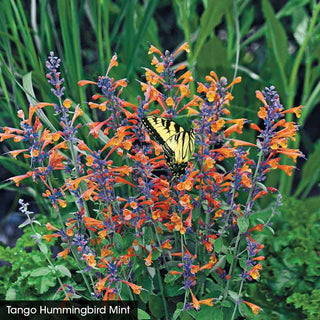 Hummingbird Mint Collection