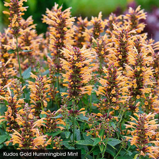 Hummingbird Mint Collection