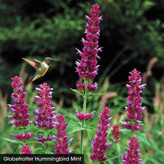 Hummingbird Mint Collection