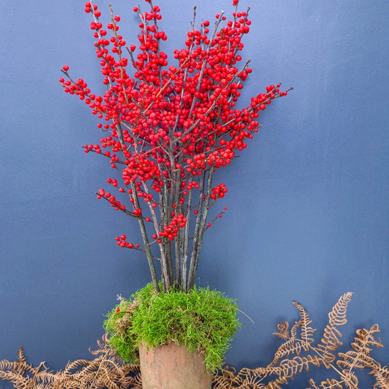 winterberry house plant Winter Red Winterberry Shrub