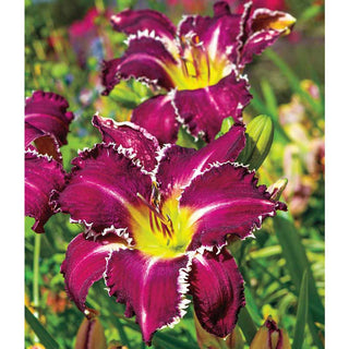 Snaggle Tooth Reblooming Daylily