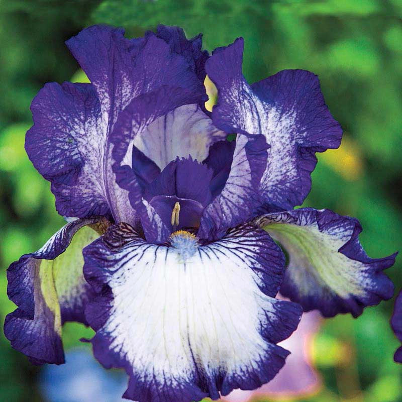 Bountiful Harvest Reblooming German Iris