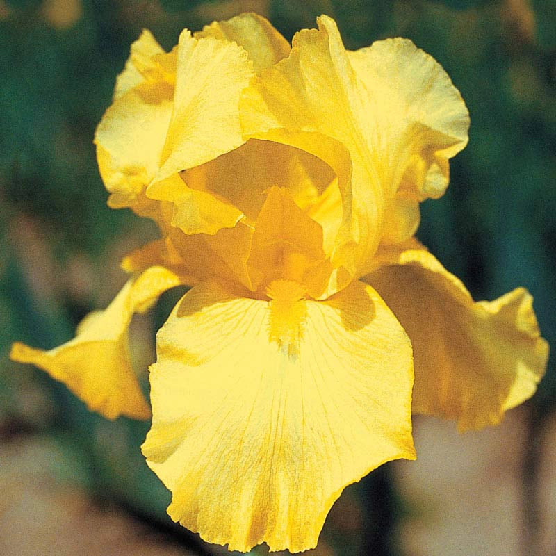 Harvest Of Memories Reblooming Bearded Iris