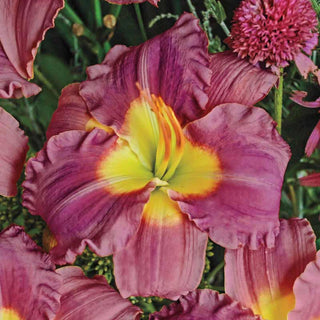 Stolen Treasure Jumbo Daylily