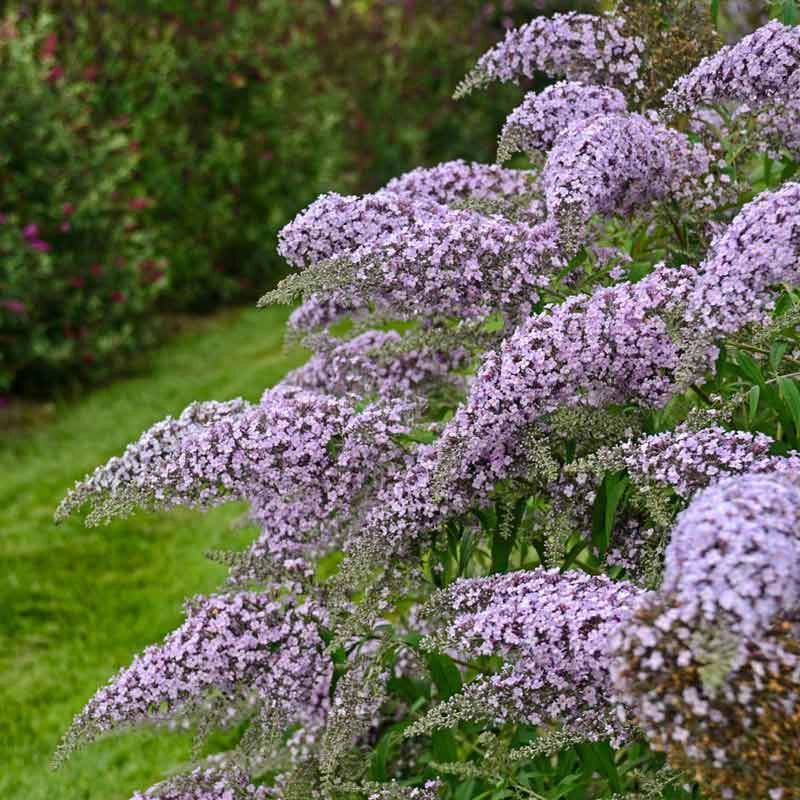 Grand Cascade Butterfly Bush