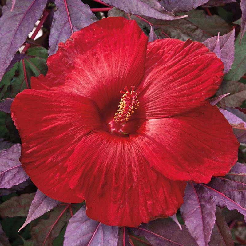 midnight marvel elephant ear plant Midnight Marvel Hardy Hibiscus