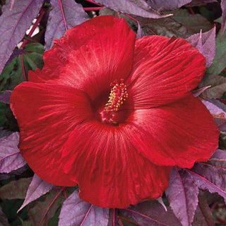 Midnight Marvel Hardy Hibiscus