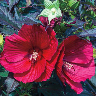 Midnight Marvel Hardy Hibiscus