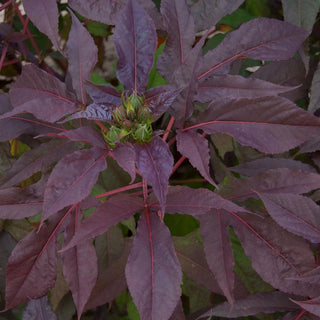 Midnight Marvel Hardy Hibiscus