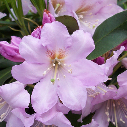 Inkarho® Evergreen Rhododendron