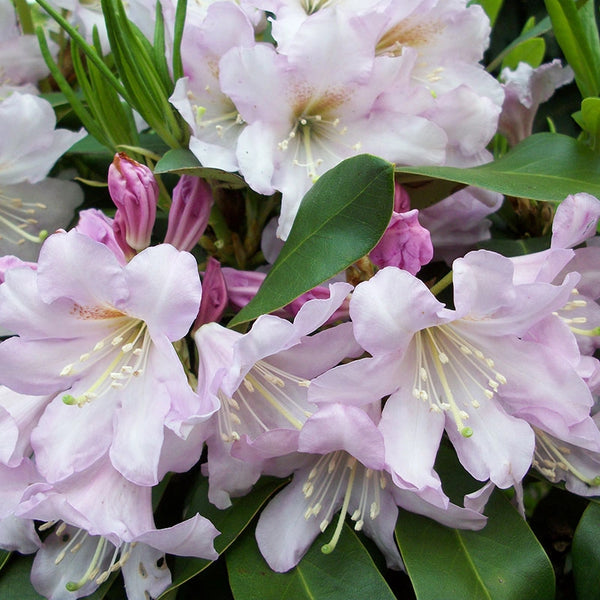 Inkarho Evergreen Rhododendron Shrubs| Spring Hill Nurseries