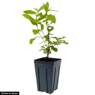 Inkarho® Evergreen Rhododendron