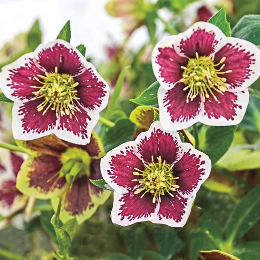 Romantic Getaway Lenten Rose