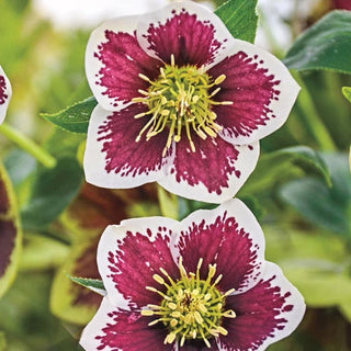 Romantic Getaway Lenten Rose