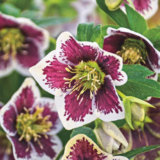Romantic Getaway Lenten Rose