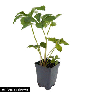 Romantic Getaway Lenten Rose