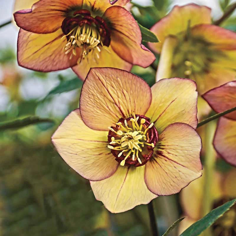 Tropical Sunset Lenten Rose