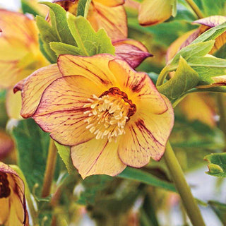 Tropical Sunset Lenten Rose