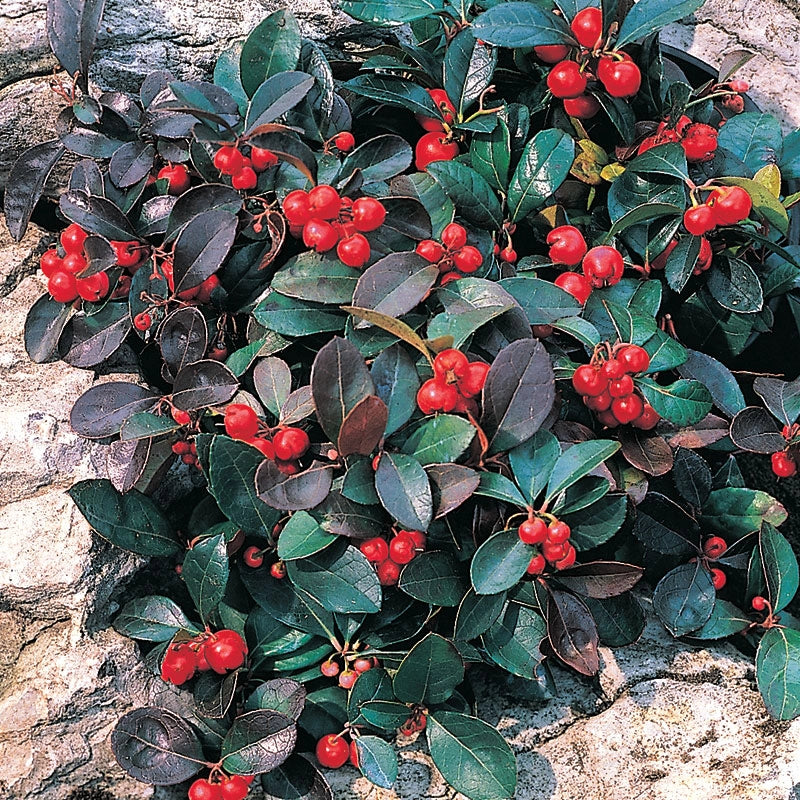 Berry Cascade Wintergreen