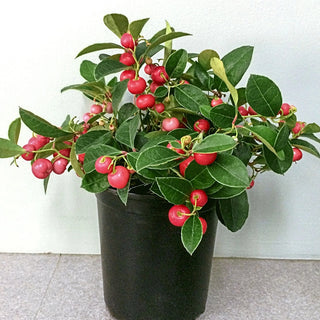 Berry Cascade Wintergreen