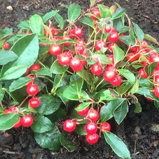 Berry Cascade Wintergreen