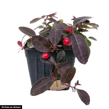 Berry Cascade Wintergreen