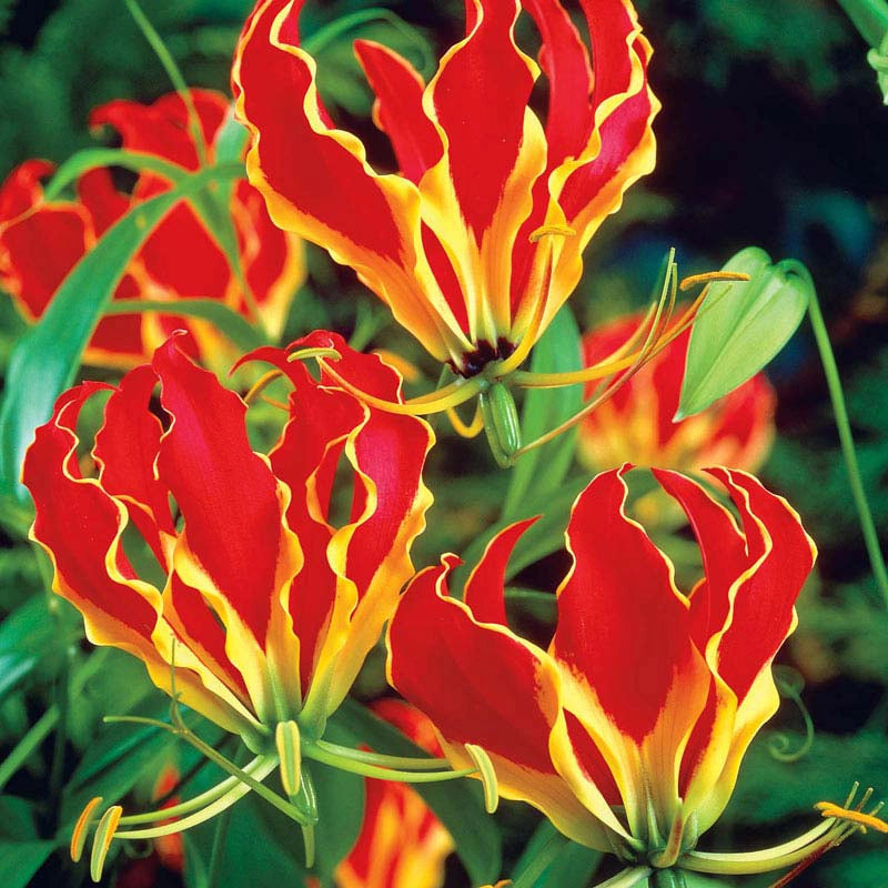 red flower looks like lily Gloriosa Lily | Shop Vines and Climbers