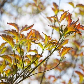 Raging Red Flowering Dogwood Tree