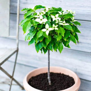 Little Poncho Dogwood Standard