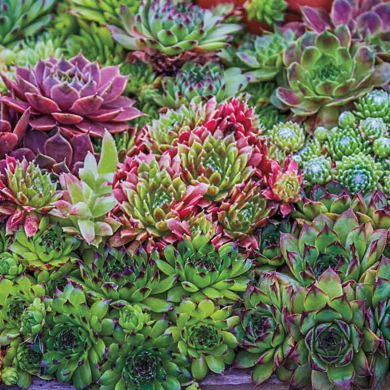 hens and chicks succulent flowering Hens and Chicks Collection
