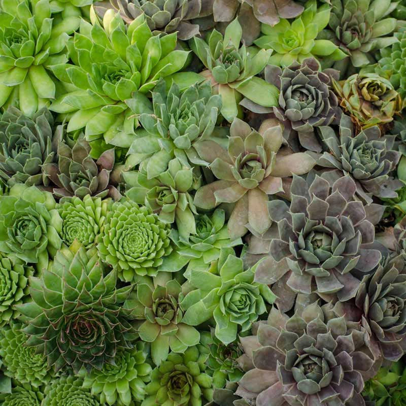Hens and Chicks Collection