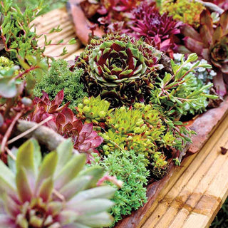 Hens and Chicks Collection