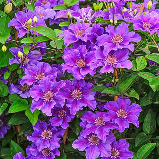 Clematis Ashva