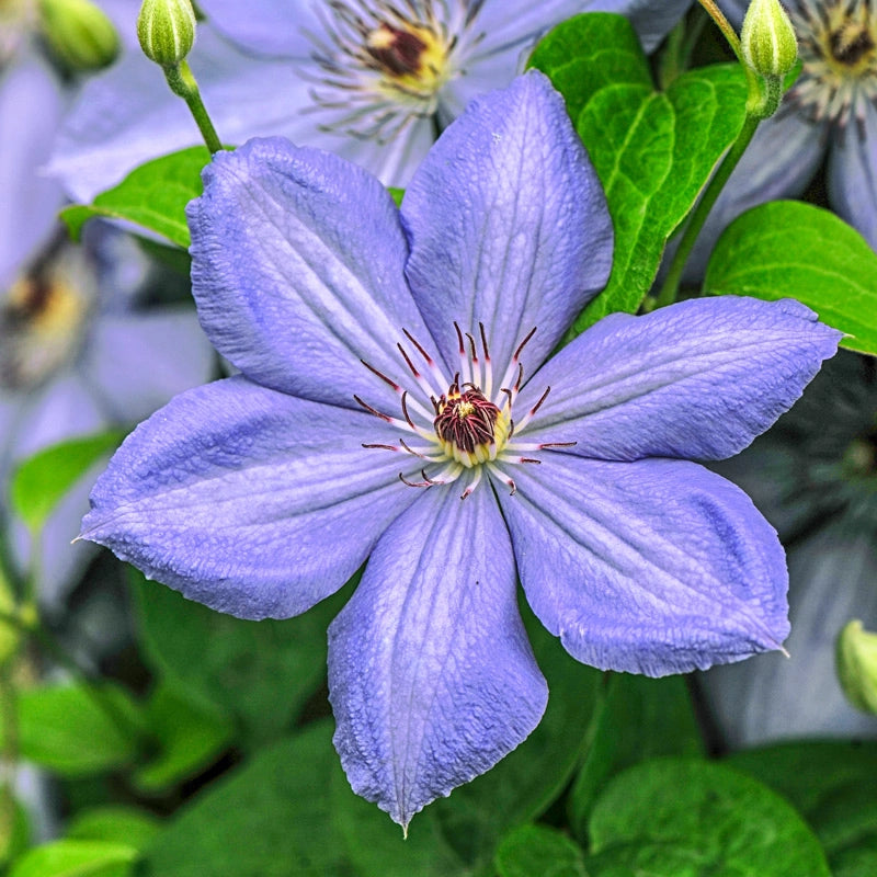 Blue Pillar Clematis