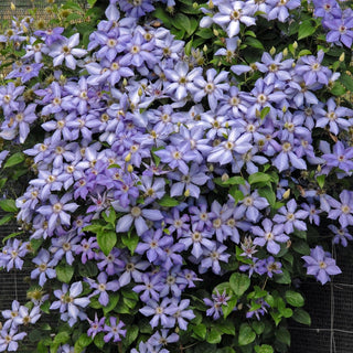 Blue Pillar Clematis