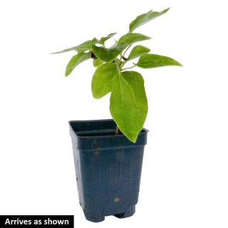 Blue Pillar Clematis