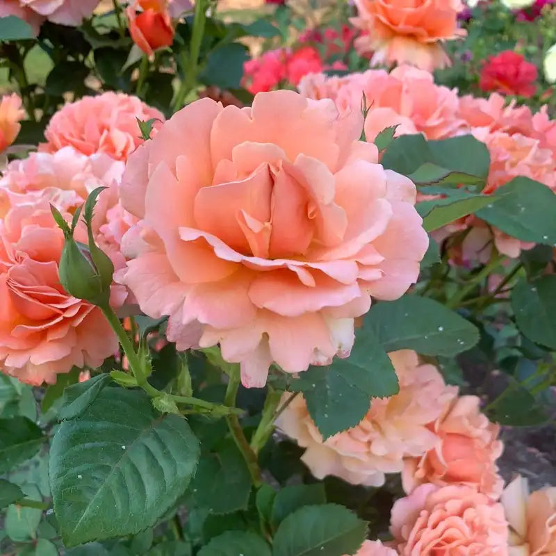 Easy Does It® Floribunda Rose