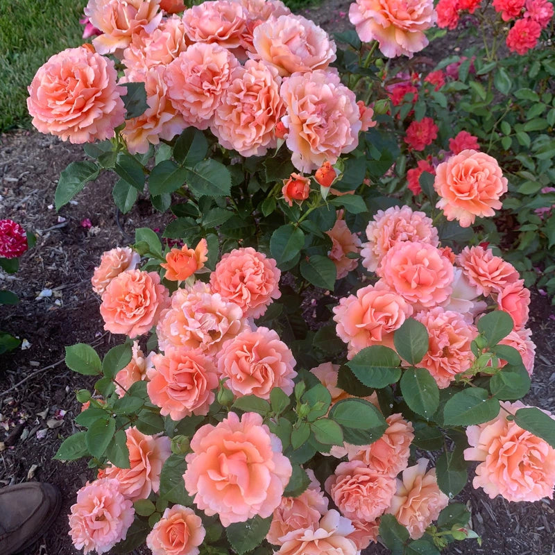 Easy Does It® Floribunda Rose