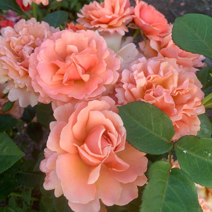 Easy Does It® Floribunda Rose