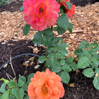 Easy Does It® Floribunda Rose
