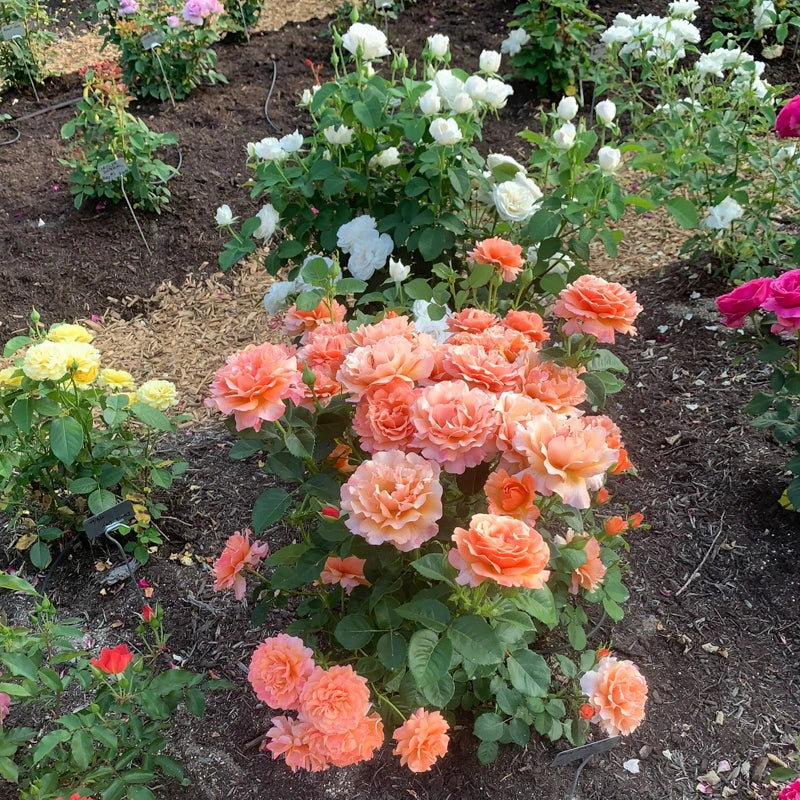 floribunda rose seeds Easy Does It Floribunda Rose - Jumbo Fortuniana Wow! Roots | Rosa 'HARpageant' PP22587 ('Easy Does It ') | Orange | Pink | Zone 4-10