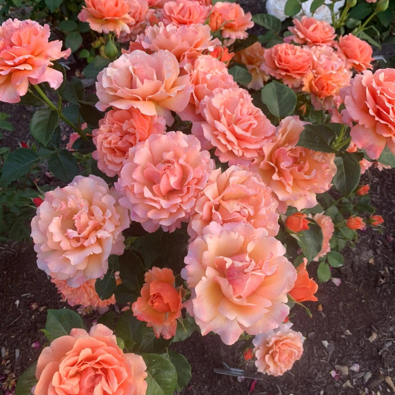 Easy Does It® Floribunda Rose