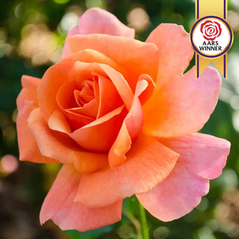 Easy Does It® Floribunda Rose