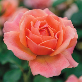 Easy Does It® Floribunda Rose