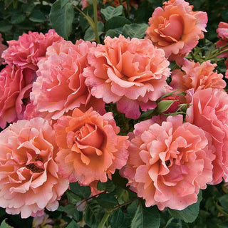 Easy Does It® Floribunda Rose