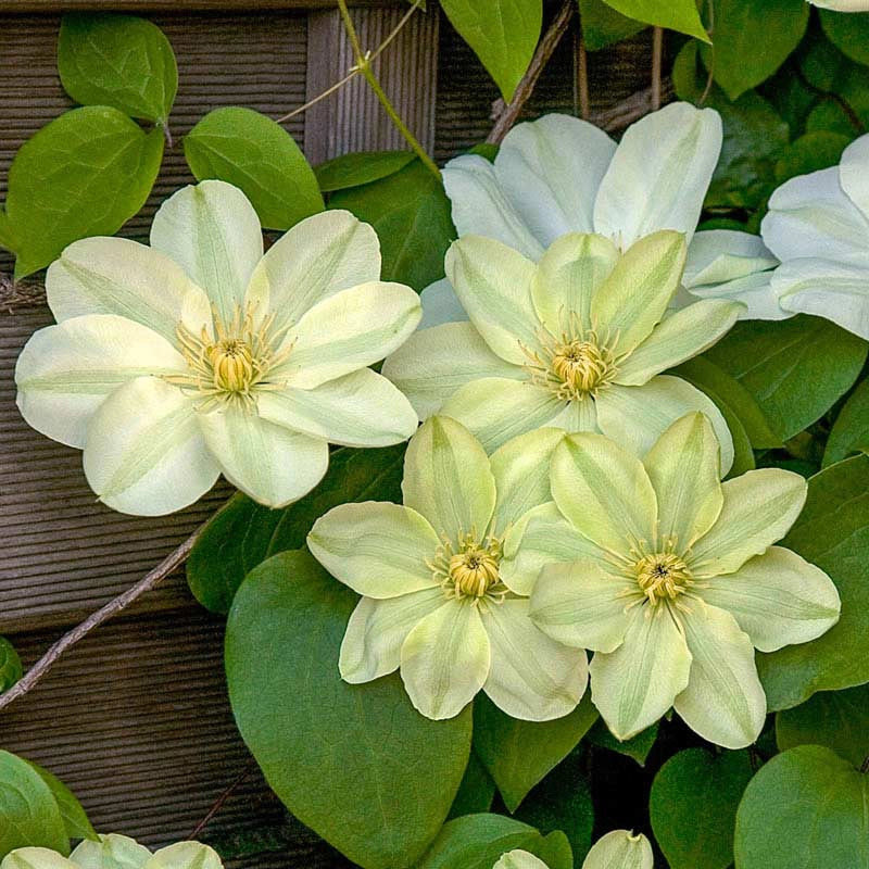 Guernsey Cream Clematis Large Flowered Type Spring Hill Spring guernsey-cream-clematis-large-flowered-type-spring-hill-spring